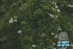 TV Content Image